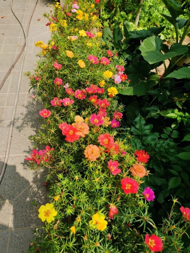 夏季养“5种花”，天天开花，表现完美，开花开不停，再热也不怕