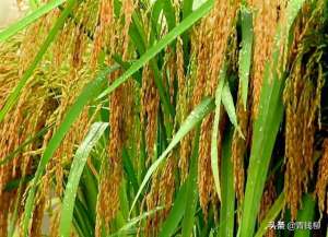 北方水稻高产种植技术(浅谈营口地区水稻高产栽培技术)