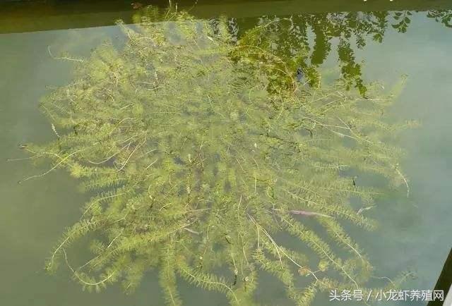 小龙虾养殖池中常用水草栽培技术要点，学会种草养虾基本成功一半