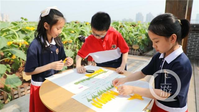 重庆这群小学生在教学楼楼顶种出了一片向日葵花海