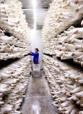 江苏大叔三年亏损一千多万，逆风翻盘种植杏鲍菇，一年卖2亿元