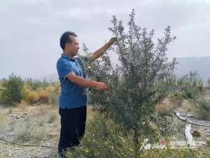 种植技术员(我在美丽新疆丨学会种植沙棘后，这位技术员3年带出88个徒弟)