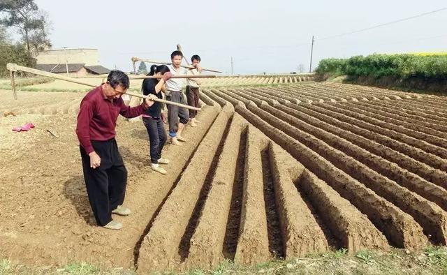 重庆姜农利用深沟栽培子姜，个长脆嫩纤维少，方法很重要