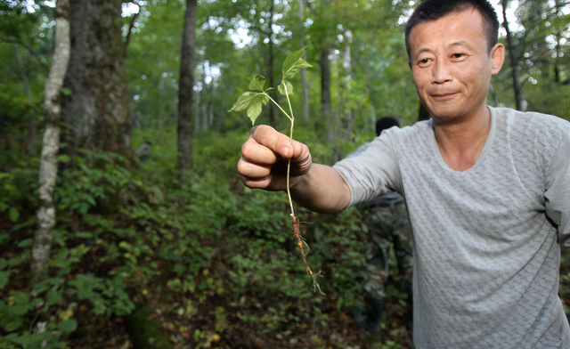 东北农民种植林下参，年产值突破三千万元，带领村民走上致富之路