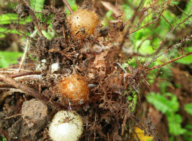 蜈蚣草「凤凰蛋」的繁殖和打理方法