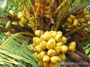 红椰子种植(文椰系列：矮种椰子，三年结果，产量高)