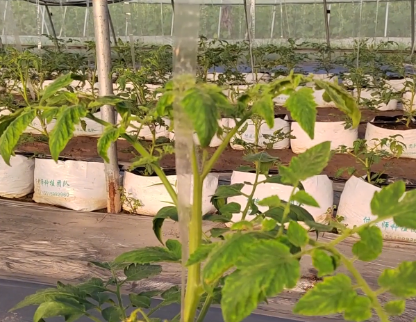 高温种植番茄很难？农户做好3点，轻松预防病毒病