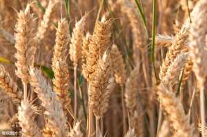 绿色小麦种植(绿色小麦种植技术，完全符合绿色生态的种植技术，产量高，质量好)