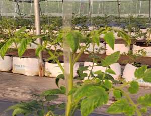 夏天西红柿种植(高温种植番茄很难？农户做好3点，轻松预防病毒病)