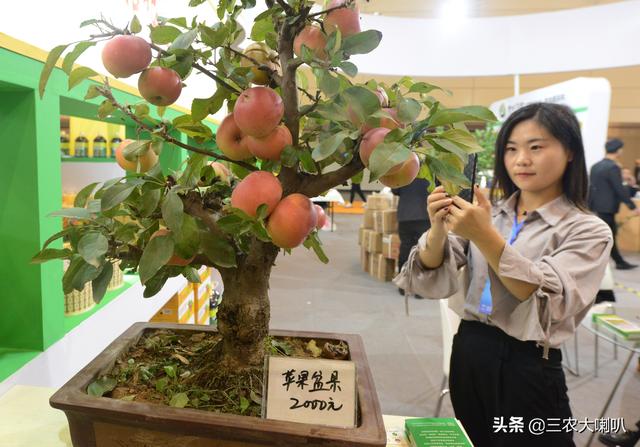 苹果盆栽，一棵能卖两千块！智能蔬菜种植机，室内就能种菜？