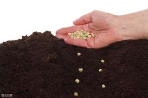 青豆的种植方法(青豌豆种植技术，栽培技术与田间管理，来学习一下)