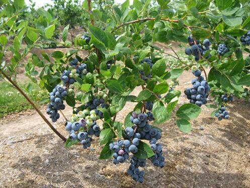 种植蓝莓选用哪个品种好？北方栽培蓝莓什么时间种植好？