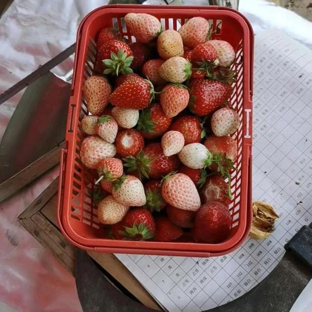 废油桶泡沫箱种草莓，果实又多又大，摘到手发软