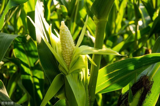 玉米的高产种植技术！做好这几点粘玉米增产不是梦