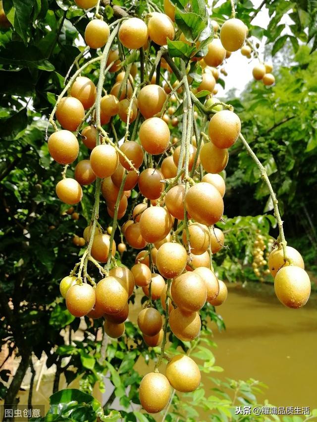 黄皮果树如何种植，轻松合理的施肥，适时的花果管理，收成满满