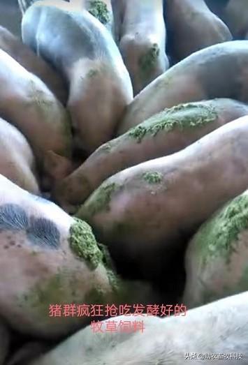 发酵牧草的制作方法与在养猪上各阶段参考配方