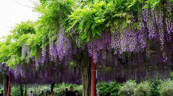盆栽紫藤花，做好这几点，挂满串串花，美翻整个家