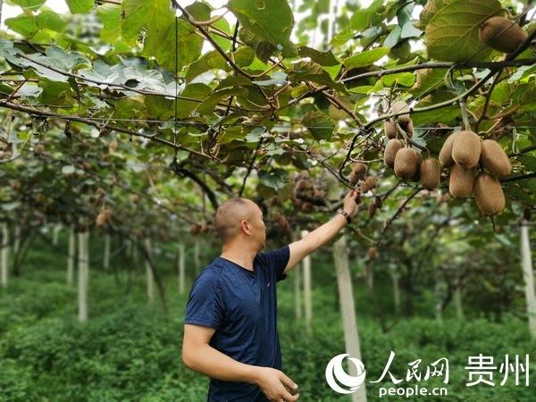 贵州修文：小小猕猴桃 致富大产业