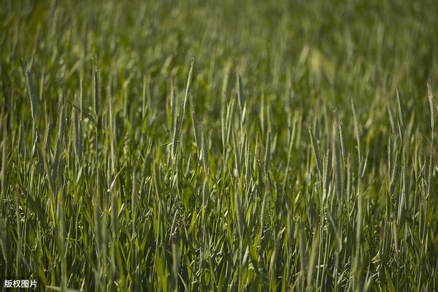 绿色小麦种植技术，完全符合绿色生态的种植技术，产量高，质量好