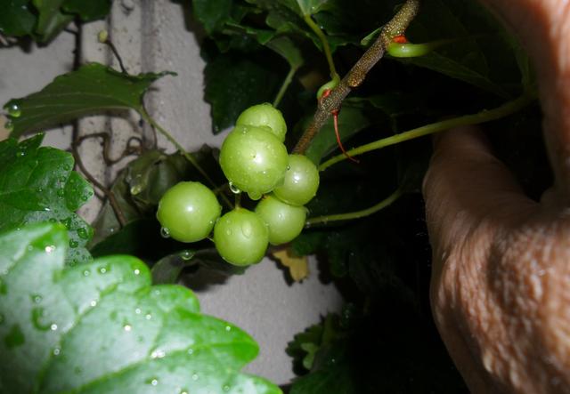 怎么在院子里种植葡萄？掌握这6个要点，准保又大又甜
