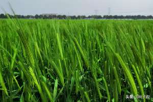 大麦怎么种植技术(大麦的功效以及饲用价值？适用性强，海滩、盐碱都可以种植)