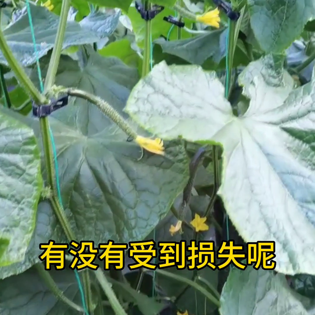 新一轮的降温，你种的大棚蔬菜怎么样了？#黄瓜的种植技巧