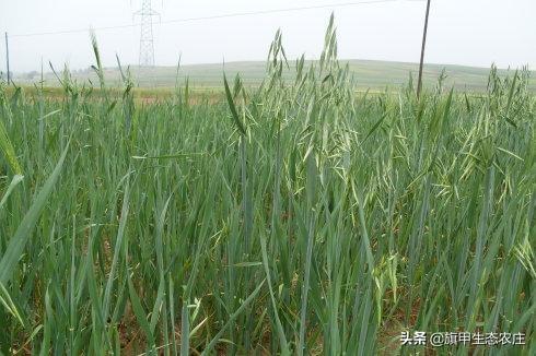 旱作莜麦栽培技术