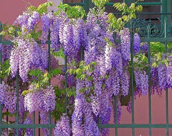 家有紫藤花，开花好幸福，春天这么养，开花一百年