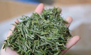 茶叶种植成本(一斤茶叶的成本有多高？看完这篇，你还会觉得黄山毛峰茶很贵吗？)