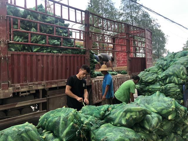 韶关始兴城南镇订单式种植水果玉米，产业上规模，农民有增收