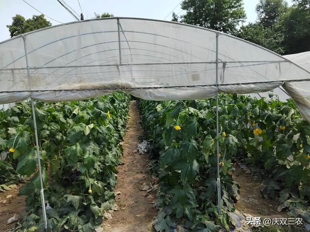 丝瓜规模化栽培新方法新方向：大棚避雨矮化密植栽培，露地也适用
