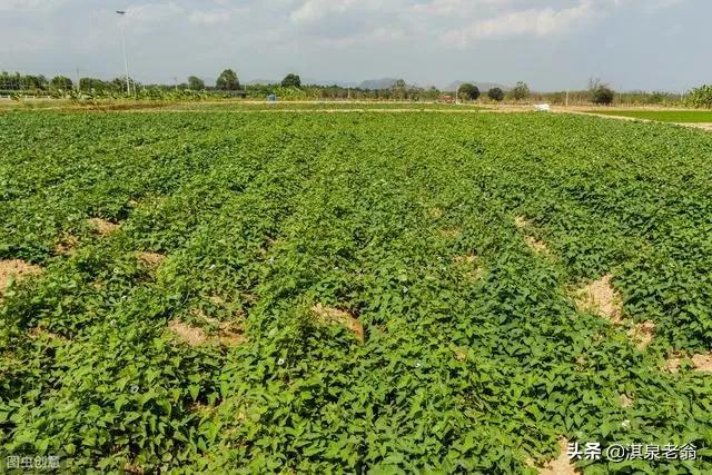 露地红薯套种南瓜，高效种植技术要点