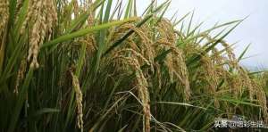 水稻种植业区位条件(20种主要农作物的生长习性，分布地区和农业区位条件（收藏）)
