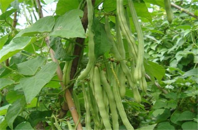 以山东成武县为例，大棚芸豆种植与管理技术，一起来瞧瞧吧！