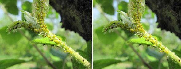 苹果“黄蚜”正在大爆发！6月繁殖将会更快，果农赶紧防治吧！