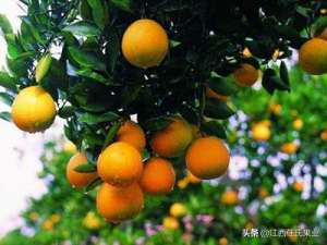 四季桔 种植(柑橘的四季种植管理技术，做到这几点，年年是个丰收年)