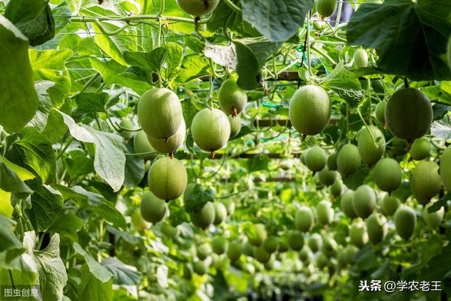香瓜市场前景广阔，如何种植？做好4方面管理，香瓜丰产不是梦