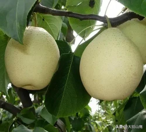 梨树的生长习性、品种及种植技术介绍