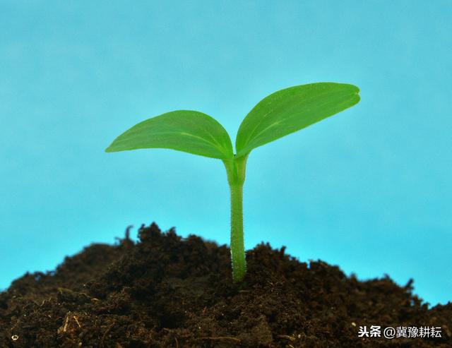 佛手瓜在北方种植受气候影响，生长期短，花五分钟解读，破解难题