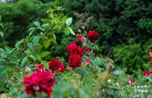 昆明哪里种植玫瑰花(昆明晋宁宝峰街道200亩食用玫瑰进入采收期)