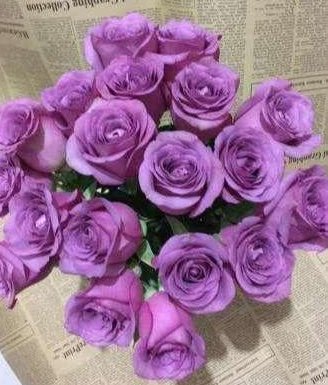 紫玫瑰怎么养，紫玫瑰养殖方法与注意事项