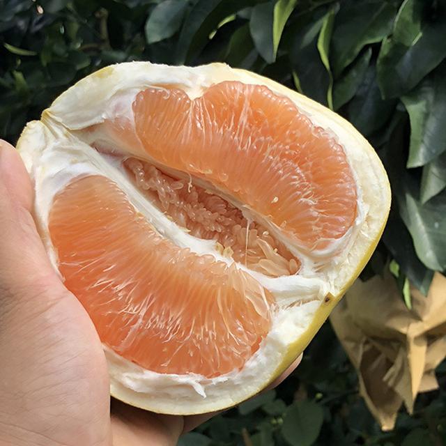 琯溪蜜柚芽变培育出来的新品种黄肉柚在湖南郴州栽培表现