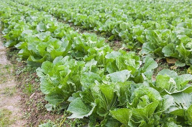 大白菜春季大棚栽培方法，控制好温度，提高产量