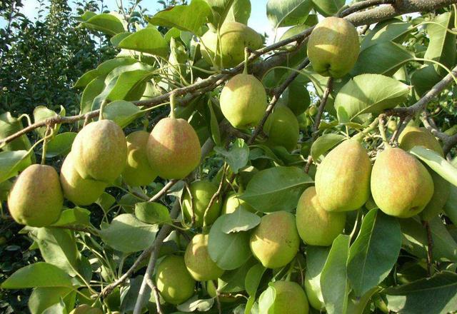 被誉为世界梨后的库尔勒香梨该怎么种植呢？要如何管理呢？