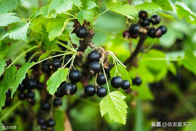 第三代水果“黑加仑”潜力巨大，想发展种植，别急！看完再说