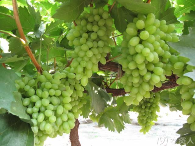 四川省主栽葡萄品种及常见问题解析