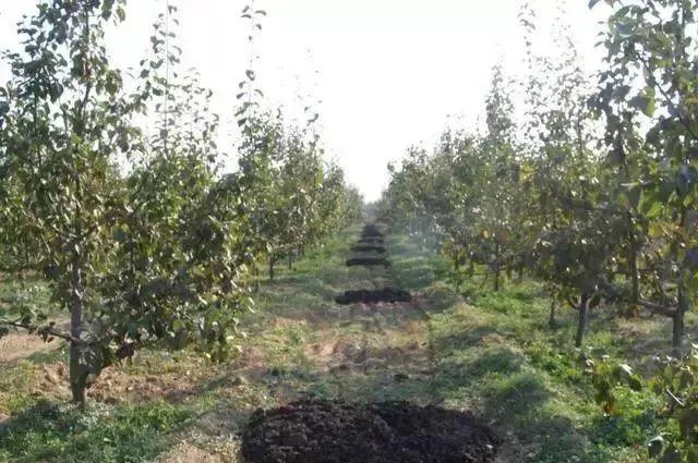 最全梨树高产栽培技术，值得收藏