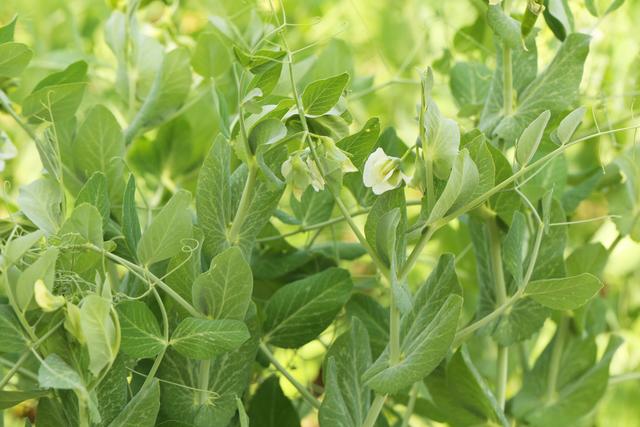 长寿仁甜脆豌豆高产栽培技术​，种植中常见问题，及解决措施！