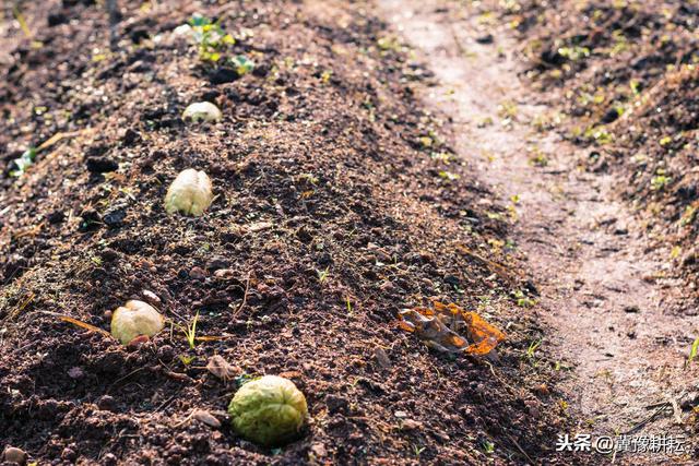 佛手瓜在北方种植受气候影响，生长期短，花五分钟解读，破解难题