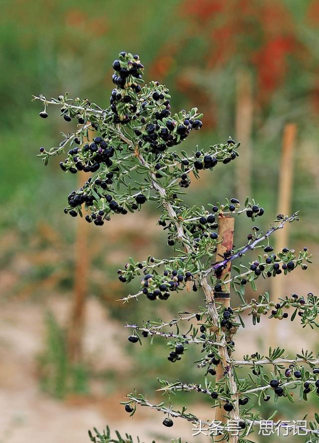 青海格尔木枸杞丰收采摘忙，价格昂贵的野生黑枸杞也可以人工栽种